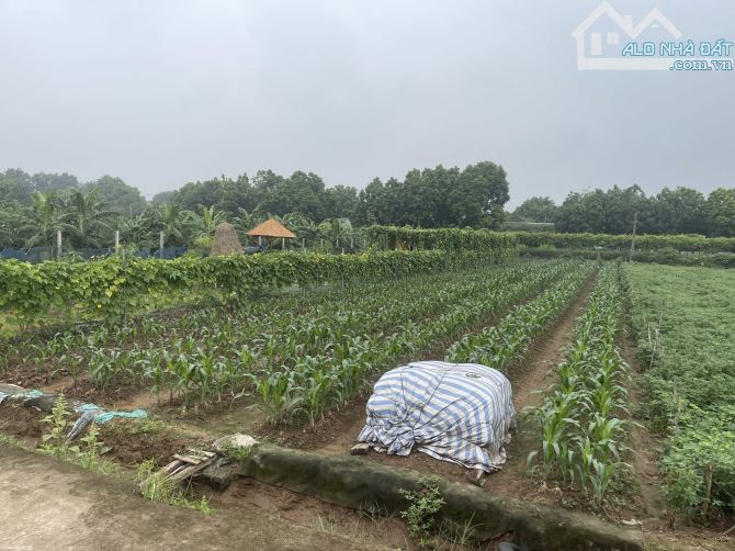 Bán đất xã Yên Mỹ, Thanh Trì, dt 583m2, giá 1.79 tỷ, đường ô tô