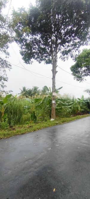 Bán 4281m2 đất thuộc đường tỉnh 925 thuộc Phú Hữu, Châu Thành, Hậu Giang (Nay thuộc Cần Th - 1