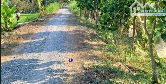 🔰Bán đất lúa 2 mặt tiền: ĐT 856, xã Phương Thịnh cũ, Đồng Tháp - 1