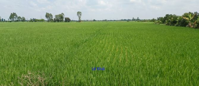 🔰Bán đất lúa 2 mặt tiền: ĐT 856, xã Phương Thịnh cũ, Đồng Tháp - 2