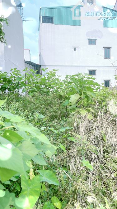 60m đất Viên Nội Vân Nội Đông Anh Hà Nội ( Viên Nội -Phúc Thịnh-Hà Nội) chỉ 3,6 tỷ