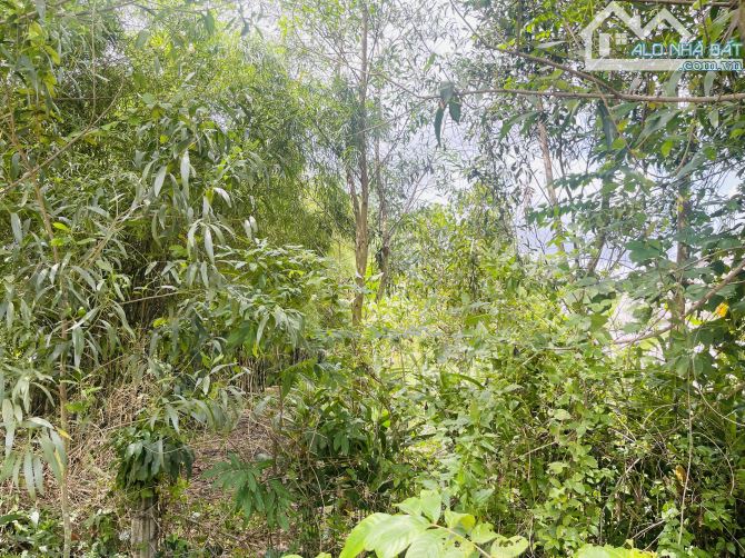 SIÊU ĐẤT VƯỜN 4.500M² – 3.000M² THỔ CƯ – MẶT TIỀN ĐƯỜNG BÀ THIÊN – NGANG KHỦNG 50M - 1