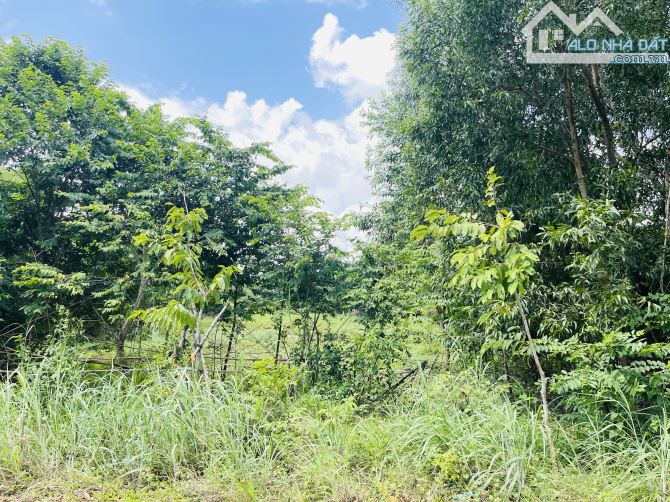 SIÊU ĐẤT VƯỜN 4.500M² – 3.000M² THỔ CƯ – MẶT TIỀN ĐƯỜNG BÀ THIÊN – NGANG KHỦNG 50M - 2