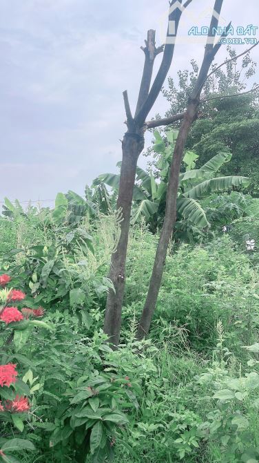 Đất đấu giá Viên Nội-Vĩnh Thanh-Hà Nội ( Viên Nội-Vân Nội-Đông Anh-Hà Nội) - 3
