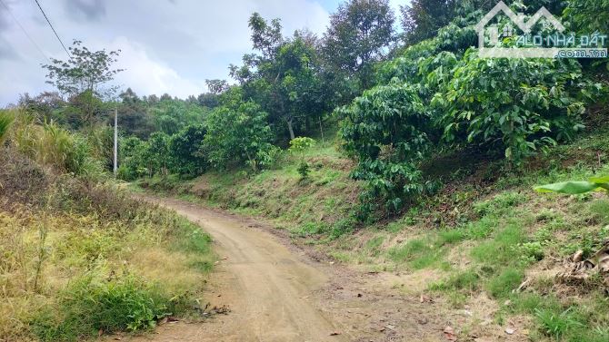 Cần bán 1,7ha sầu riêng thôn 9 Tân Lạc Bảo Lâm - 2