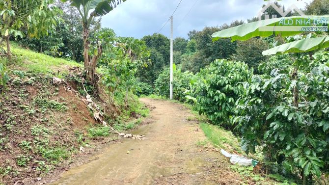 Cần bán 1,7ha sầu riêng thôn 9 Tân Lạc Bảo Lâm - 3