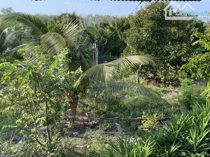 Cần bán 4100m2 đất hẻm 95 Nguyễn Văn Linh, Tây Ninh - 3