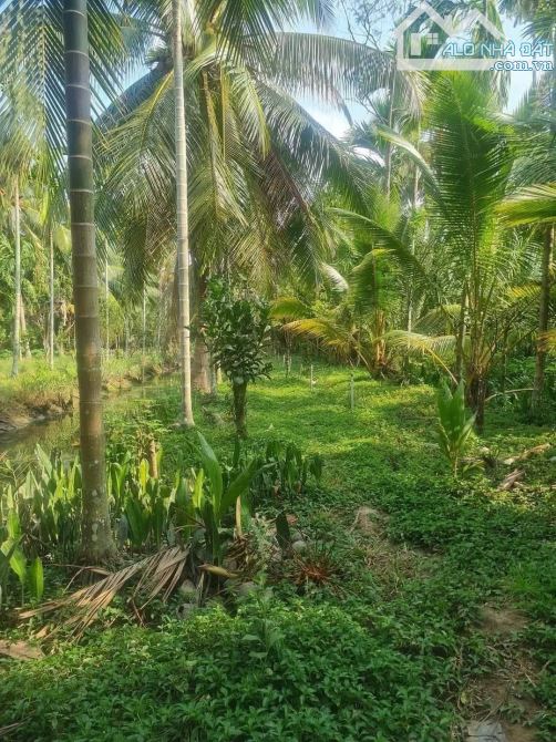 Bán 5700m2 đất vườn dừa xã tân hào - 4