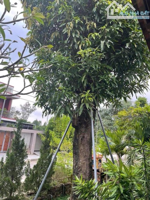 NHÀ VƯỜN 3 MẶT TIỀN KQH CẦU LIM, ĐƯỜNG NGUYỄN THÀNH Ý - 6,1 TỶ - 5