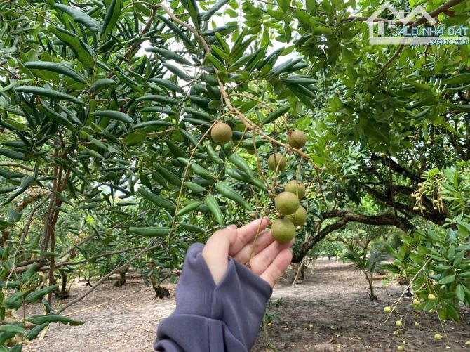 VƯỜN NHÃN GIÁP SUỐI TUYỆT ĐẸP, THỔ CƯ, GẦN CAO TỐC LONG THÀNH-HỒ TRÀM, GẦN BIỂN - 7