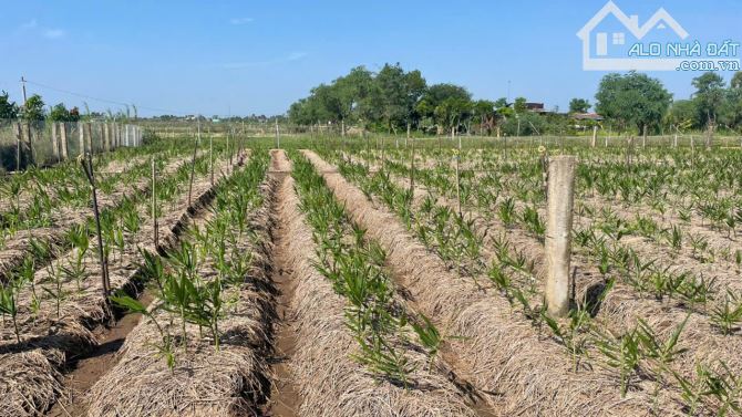 380tr B.á.n mãnh đất vườn vuông, đẹp 750m2 tại Tân Thành, Gò Công Đông, Tiền Giang - 3