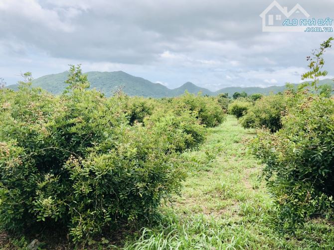 Nghỉ dưỡng yên tĩnh Thị trấn Phước Hải-dt:2577m3-có 22m mặt tiền-300thổ cư-vườn cây đẹp - 3