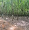 Cần bán 22,5ha đất trồng cao su 7 năm Thành Long , Châu Thành, Tây Ninh