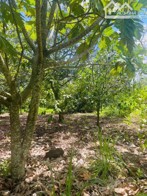 🔥 GIẢM GIÁ SỐC – CHỈ CÒN 4,5 TỶ ‼️ 80m MẶT TIỀN – CÓ AO – TRỒNG CÂY ĂN TRÁI – VIEW CỰC CH
