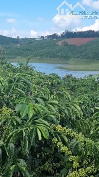 Cần bán 3,1 ha đất cà phê tại Ninh Gia - Đức Trọng, bám sông hơn 500m
