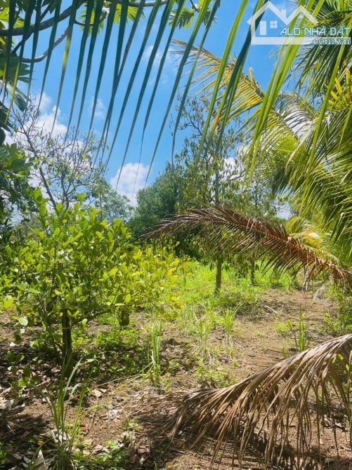 🔥 GIẢM GIÁ SỐC – CHỈ CÒN 4,5 TỶ ‼️ 80m MẶT TIỀN – CÓ AO – TRỒNG CÂY ĂN TRÁI – VIEW CỰC CH - 1
