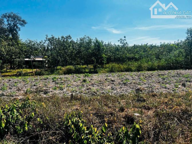 Chủ ngộp bán nhanh 1279m2 đất thanh an Dầu Tiếng , sổ sẵn giá 890 triệu - 1