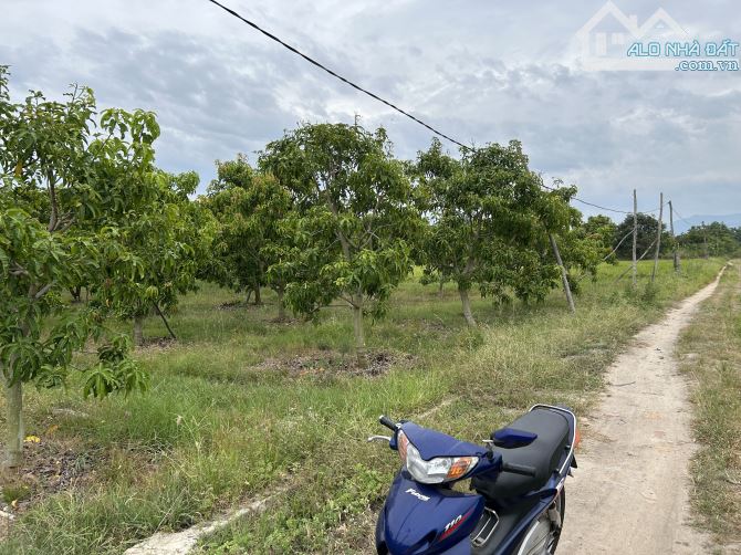 Bán vườn xoài 9 sào, thôn Tân Sinh Đông, xã Cam Thành Bắc, Cam Lâm - Khánh Hoà - 2