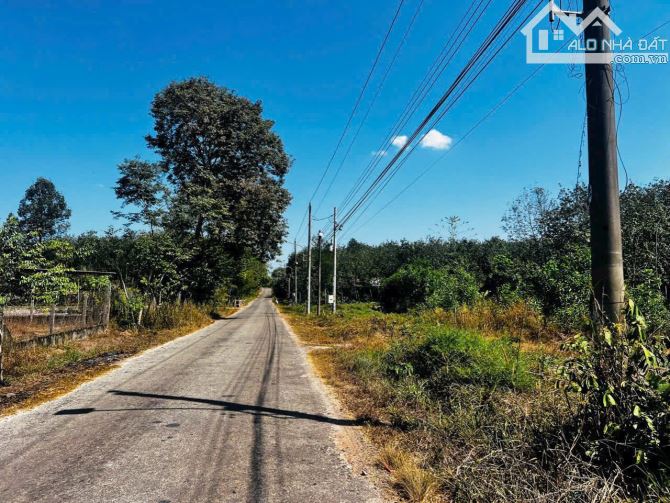 Chủ ngộp bán nhanh 1279m2 đất thanh an Dầu Tiếng , sổ sẵn giá 890 triệu - 2