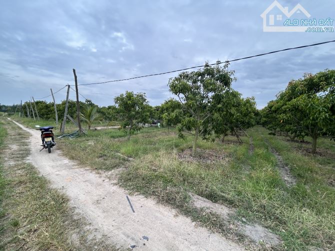 Bán vườn xoài 9 sào, thôn Tân Sinh Đông, xã Cam Thành Bắc, Cam Lâm - Khánh Hoà - 3