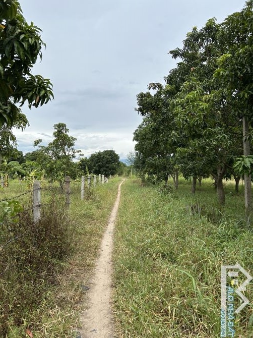 Bán vườn xoài 6 sào, thôn Tân Sinh Đông, xã Cam Thành Bắc, Cam Lâm, Khánh Hoà - 3