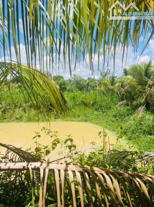 🔥 GIẢM GIÁ SỐC – CHỈ CÒN 4,5 TỶ ‼️ 80m MẶT TIỀN – CÓ AO – TRỒNG CÂY ĂN TRÁI – VIEW CỰC CH - 4