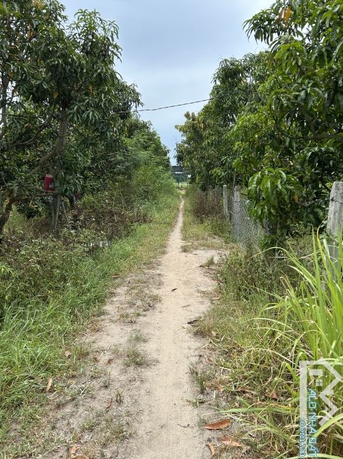 Bán vườn xoài 6 sào, thôn Tân Sinh Đông, xã Cam Thành Bắc, Cam Lâm, Khánh Hoà - 4