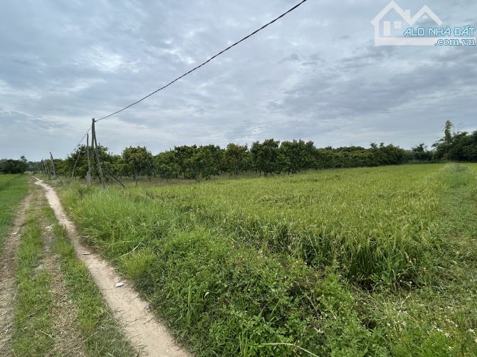 Bán vườn xoài 9 sào, thôn Tân Sinh Đông, xã Cam Thành Bắc, Cam Lâm - Khánh Hoà - 5