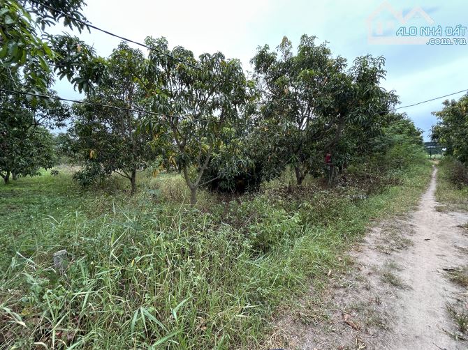 Bán vườn xoài 6 sào, thôn Tân Sinh Đông, xã Cam Thành Bắc, Cam Lâm, Khánh Hoà - 5