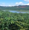 Cần bán 3,1 ha đất cà phê tại Ninh Gia - Đức Trọng, bám sông hơn 500m