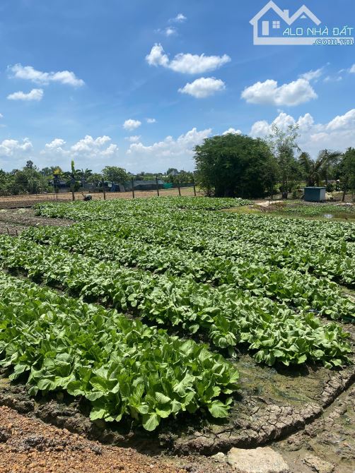 Bán 1000m2 thổ vườn Lộc Trung giá 3,5 tỷ thương lượng nhẹ