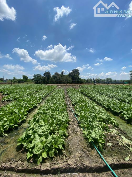 Bán 1000m2 thổ vườn Lộc Trung giá 3,5 tỷ thương lượng nhẹ - 1