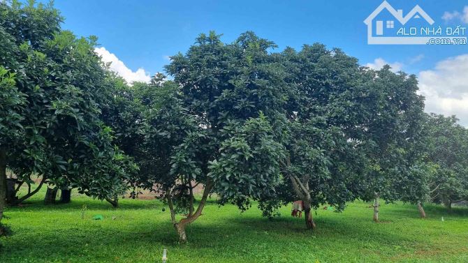 HÒA THẮNG - Bán đất siêu VIP có mặt tiền + view ruộng 12ty/3240m2 - 2