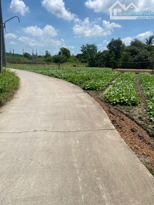Bán 1000m2 thổ vườn Lộc Trung giá 3,5 tỷ thương lượng nhẹ - 2