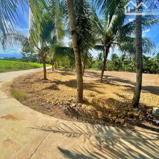 Bán lô đất full thổ cư Tân Định - Ninh Hòa view đồng lúa xanh mát - 5