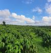 Bán 1.5 hecta đất cà phê -  Đường bê tông oto-  Tà Nung  - Đà Lạt view đẹp