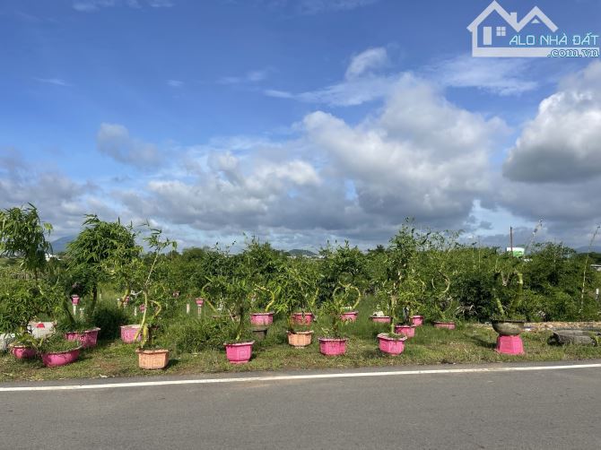 Bán đất ngộp đường dẫn Hàm Kiệm - Tiến Thành gần NovaWorld Phan Thiết - 5