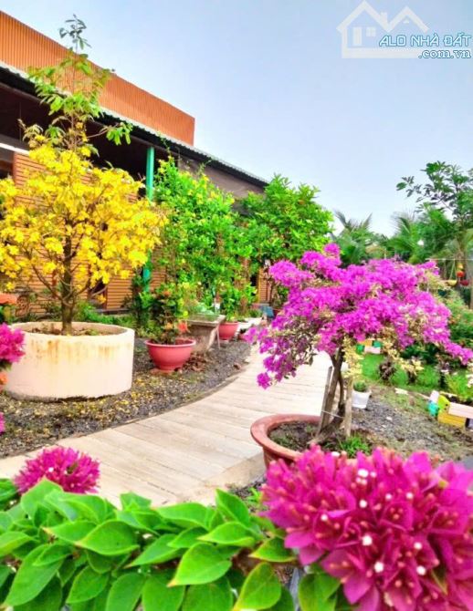 Chỉ 3.9 tỷ nhà vuờn siêu xịn sò 20x50.. Cách  Giồng Lớn khoảng 100m thuộC MHN LONG AN - 5