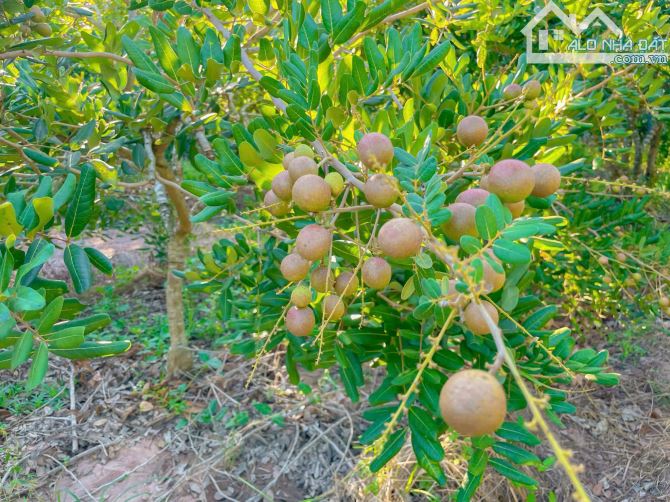 NHÀ VƯỜN VIEW SUỐI CỰC ĐẸP, VƯỜN TRÁI CÂY SIÊU QUẢ, THỔ CƯ KHỦNG, GẦN CAO TỐC - 5