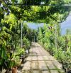 Nhà vườn nghỉ dưỡng tuyệt đẹp, hướng đông nam ven biển Phước Hải-dt:1020m2-23x45-400thổ cư