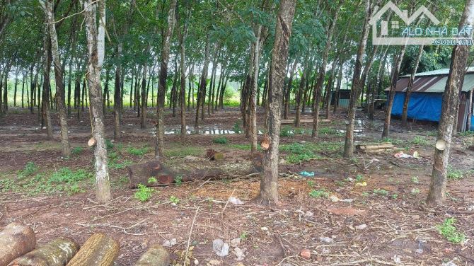 BÁN ĐẤT MT DT749A, LONG NGUYÊN, BÀU BÀNG, DT:20x62, TC100M2, SHR, GIÁ 7,0 TỶ