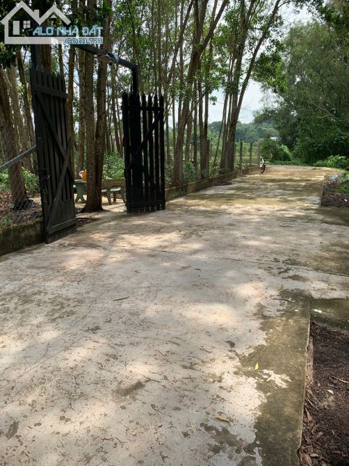 BÁN ĐẤT 2 MẶT TIỀN, CẠNH ĐƯỜNG CAO TỐC (1579 m2) 200 m2 THỔ CƯ, GIÁ 2,4 tỷ. - 4
