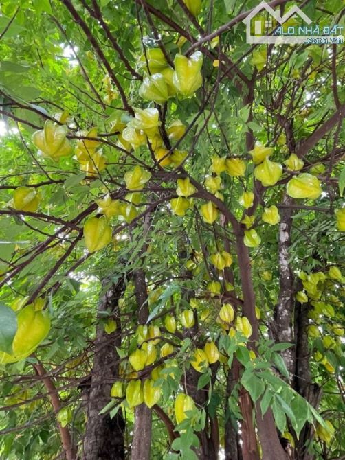 Bán biệt thự khu Compound Nguyễn Trọng Tuyển, P9, Quận Phú Nhuận nội khu cây xanh đẹp - 5
