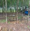 BÁN ĐẤT MT DT749A, LONG NGUYÊN, BÀU BÀNG, DT:20x62, TC100M2, SHR, GIÁ 7,0 TỶ