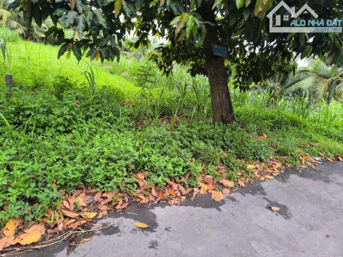 Bán 2396m2 đất vườn dừa mặt tiền đường trương vĩnh trọng - 1
