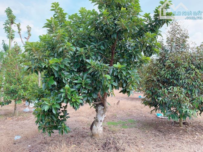 Bán Khoảng 6 sào 4 (6431m2) đất Láng Lớn, huyện Châu Đức, BRVT. - 2
