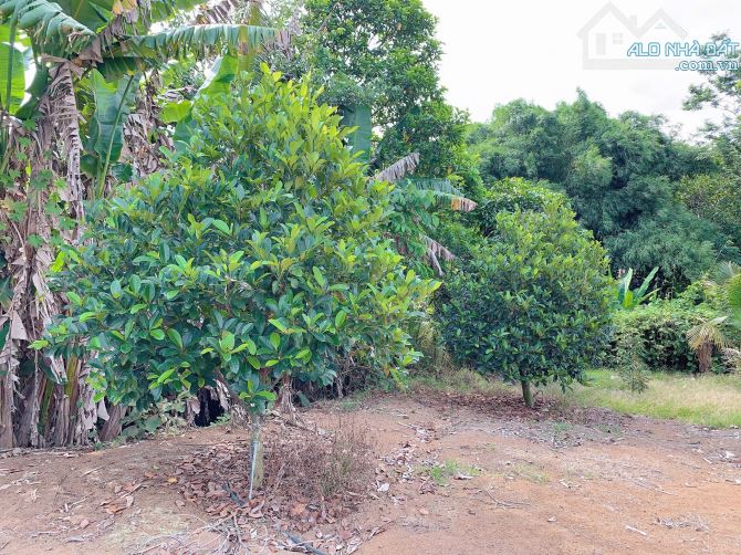 Bán Khoảng 6 sào 4 (6431m2) đất Láng Lớn, huyện Châu Đức, BRVT. - 3