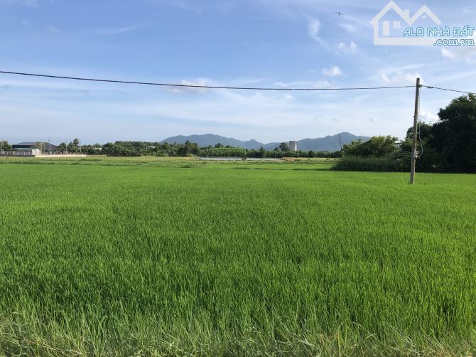 Đất sào trung tâm Đất Đỏ- 38m mặt tiền- view lúa và núi cực đẹp-sổ sẵn-giá 2ty3 - 4