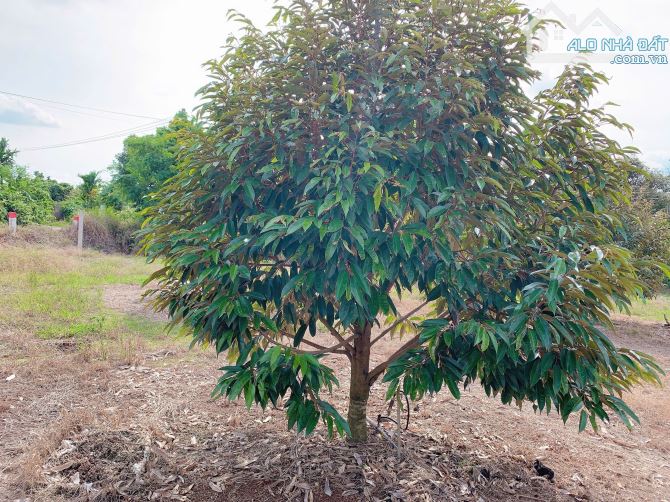 Bán Khoảng 6 sào 4 (6431m2) đất Láng Lớn, huyện Châu Đức, BRVT. - 4