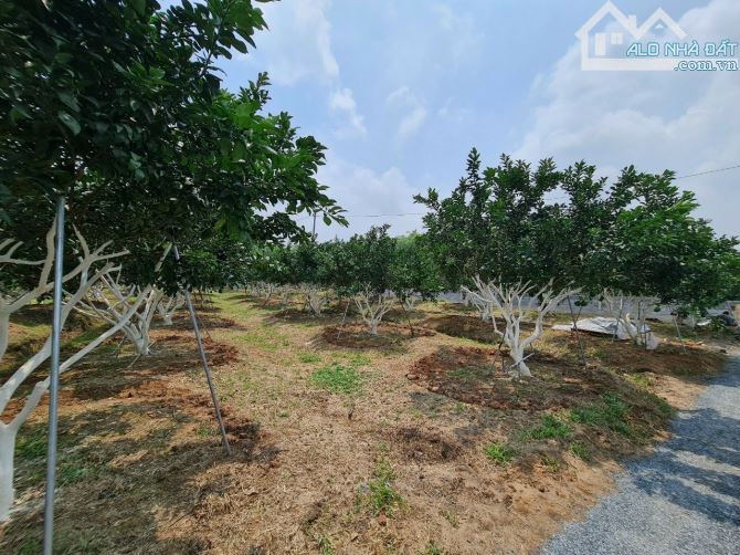 Siêu phẩm, bán gấp 11.000m2 mặt tiền đường nhựa 10m Bình lợi,Vĩnh Cửu. Giá chỉ còn 37 tỷ. - 1